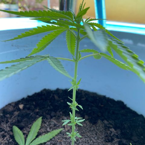 Safira  growlog timeline photo