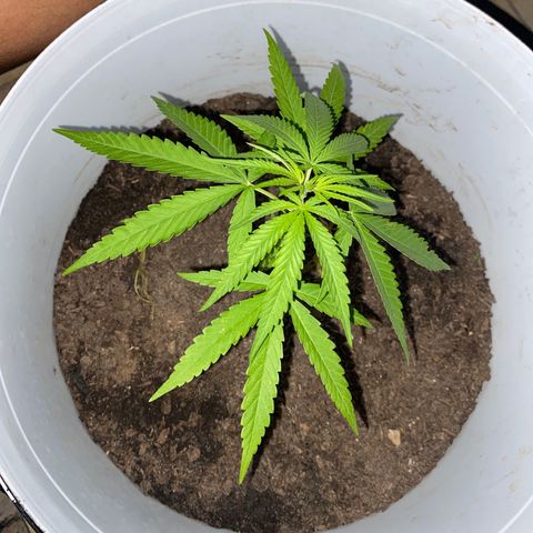 Safira  growlog timeline photo