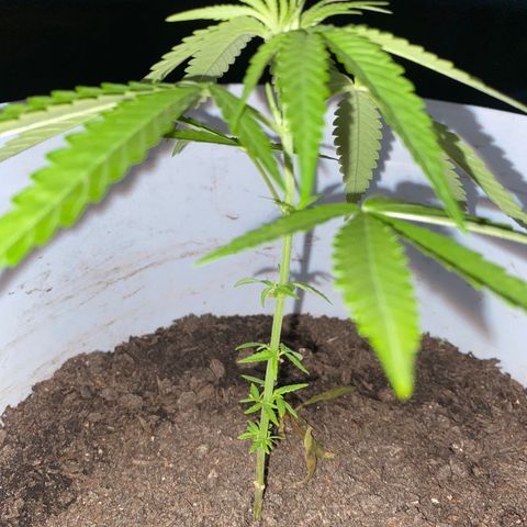 Safira  growlog timeline photo