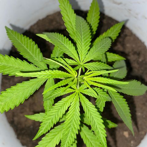 Safira  growlog timeline photo