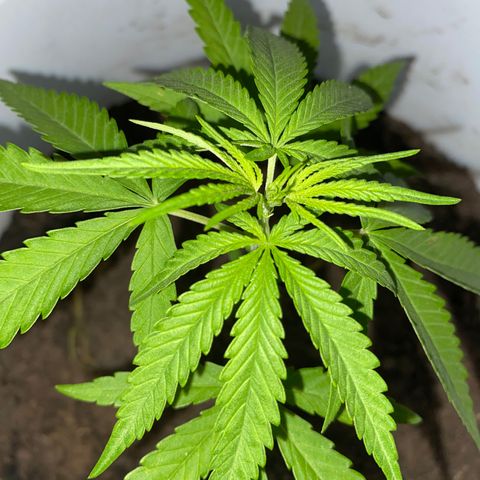 Safira  growlog timeline photo