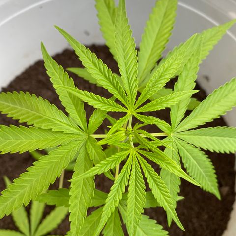 Safira  growlog photo: Tirei mais 2 folhas