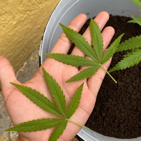 Safira  growlog photo: Tirei mais 2 folhas