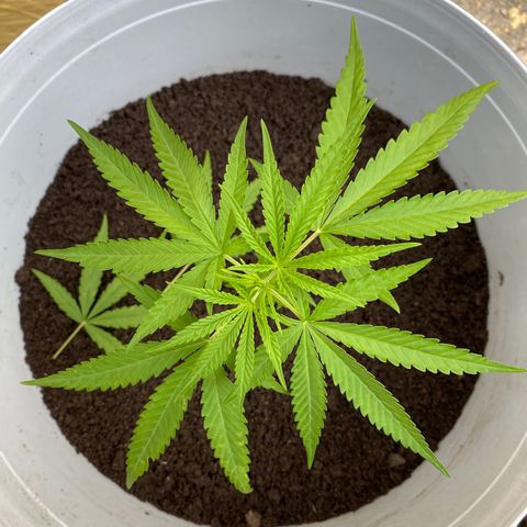 Safira  growlog photo: Tirei mais 2 folhas