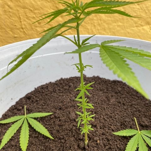 Safira  growlog photo: Tirei mais 2 folhas