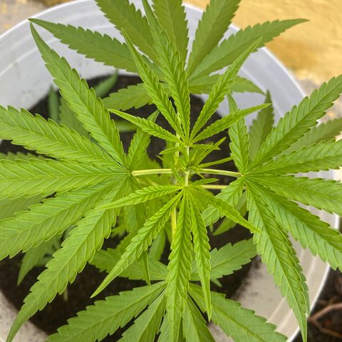 Safira  growlog timeline photo