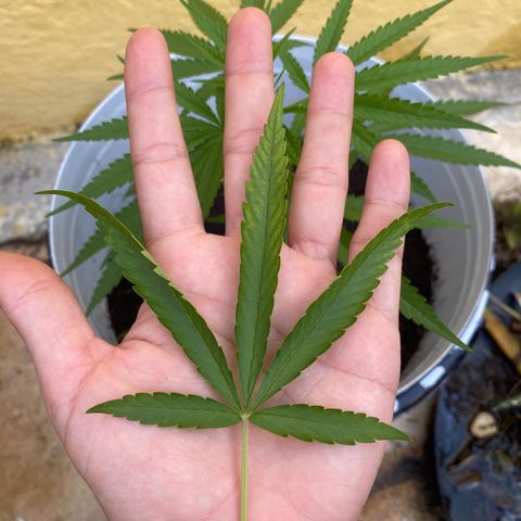 Safira  growlog timeline photo