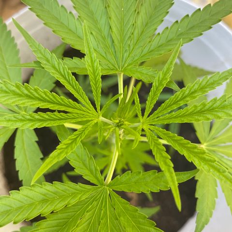 Safira  growlog timeline photo