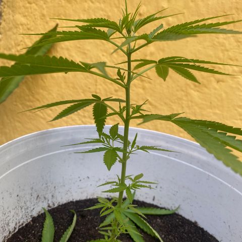 Safira  growlog timeline photo