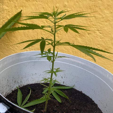 Safira  growlog timeline photo