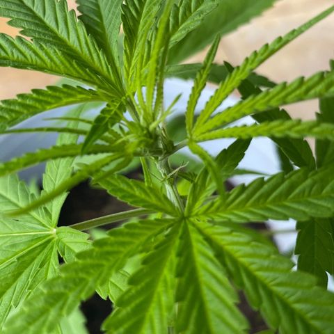 Safira  growlog photo: Pistilos brancos amanhecerem bem aparentes hoje, vegetativo on #éumamenina
