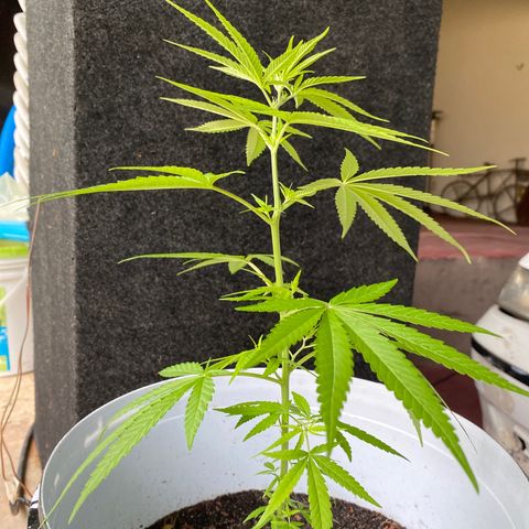 Safira  growlog timeline photo