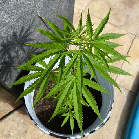 Safira  growlog timeline photo