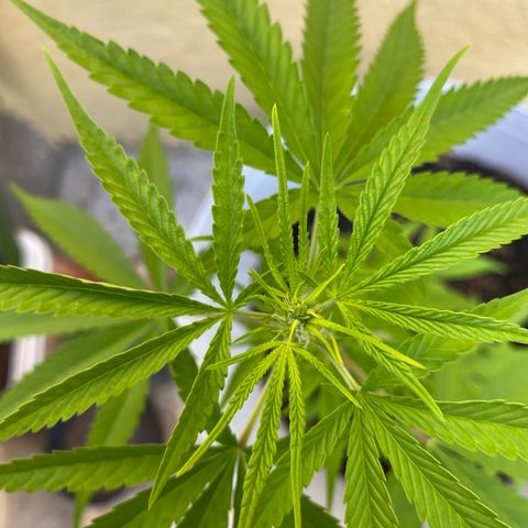 Safira  growlog timeline photo