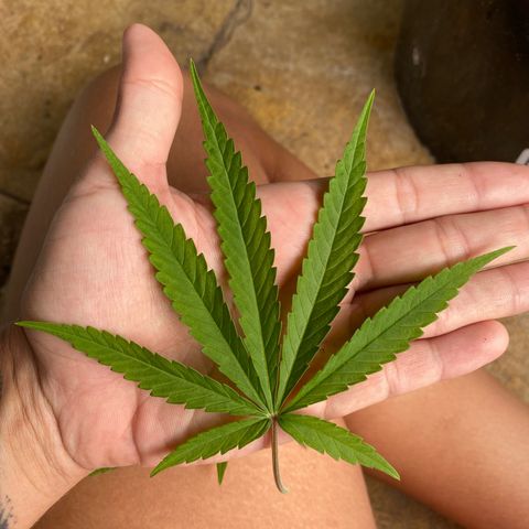 Safira  growlog photo: Defolheação 