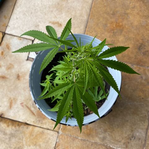 Safira  growlog timeline photo