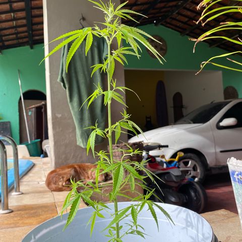 Safira  growlog timeline photo