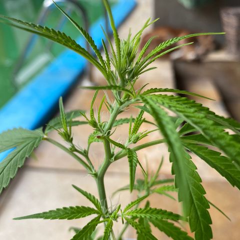 Safira  growlog timeline photo