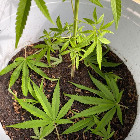 Safira  growlog photo: Defolheação 
