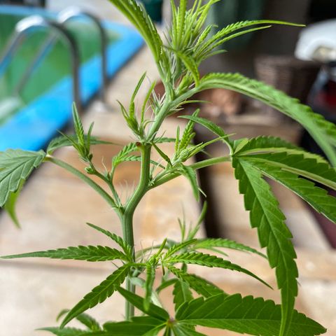 Safira  growlog timeline photo