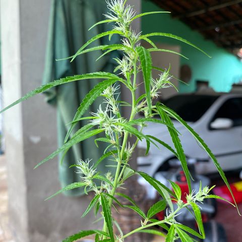 Safira  growlog photo: Safira cresceu e tá dando bastante flor desde o último registro aqui no app