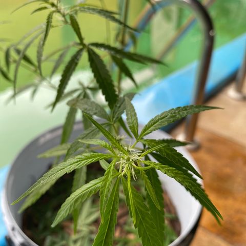 Safira  growlog timeline photo