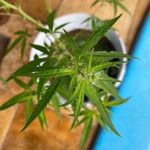 Safira  growlog timeline photo