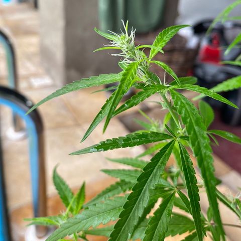 Safira  growlog timeline photo