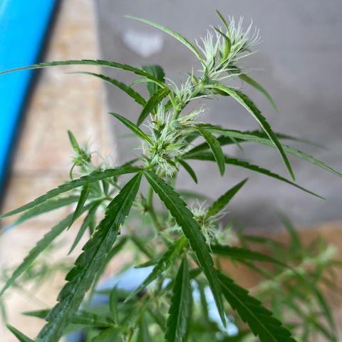 Safira  growlog timeline photo