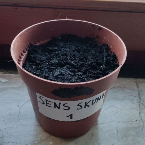 Sensi Skunk growlog photo: In pot