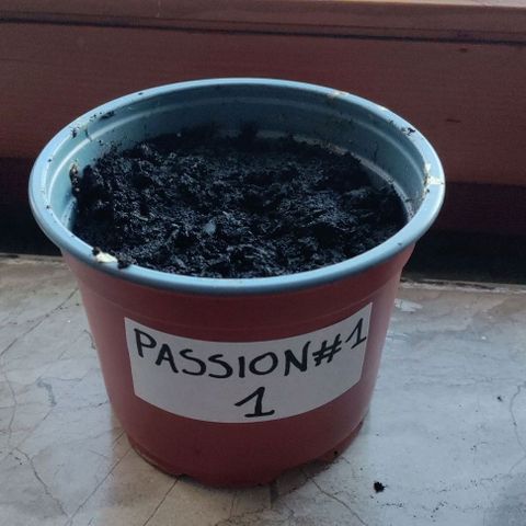 Passion #1 growlog photo: De eerste in pot