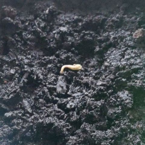 Passion #1 growlog timeline photo