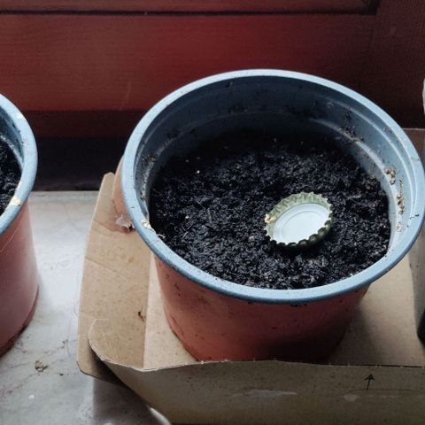 Passion #1 growlog timeline photo
