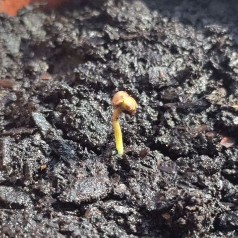 Sensi Skunk growlog timeline photo