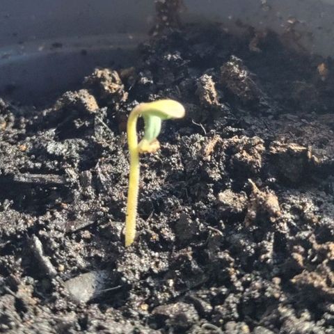 Passion #1 growlog photo: 1