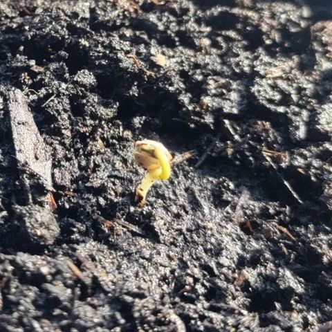 Passion #1 growlog photo: 2