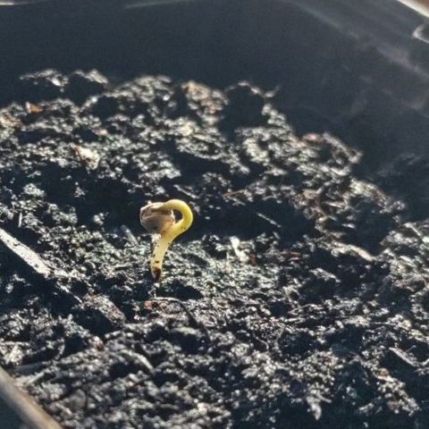 Passion #1 growlog timeline photo
