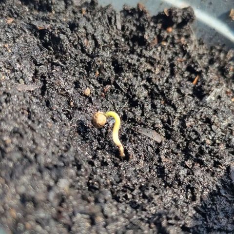 Passion #1 growlog photo: 3
