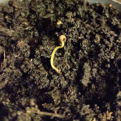 Passion #1 growlog timeline photo