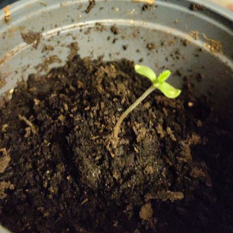 Passion #1 growlog timeline photo