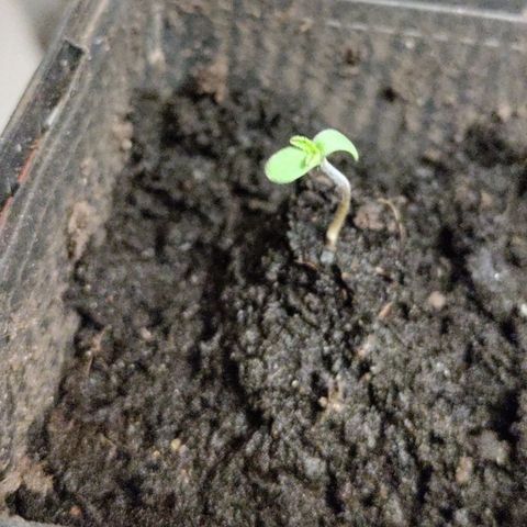 Passion #1 growlog timeline photo