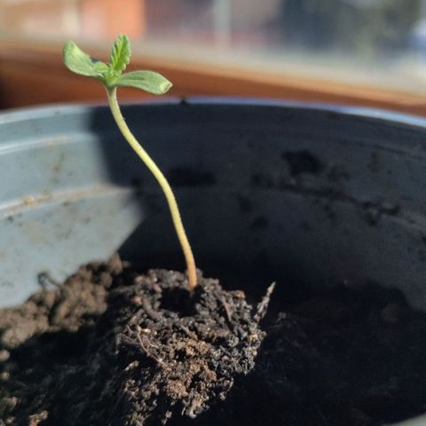 Passion #1 growlog timeline photo