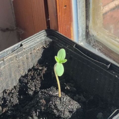 Passion #1 growlog timeline photo