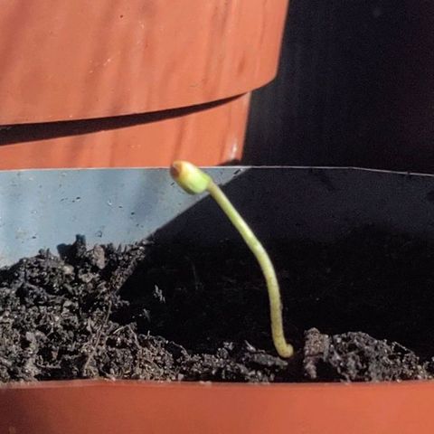 Passion #1 growlog timeline photo