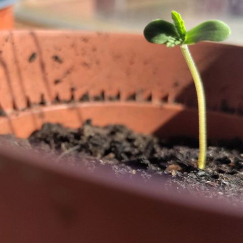 Sensi Skunk growlog timeline photo