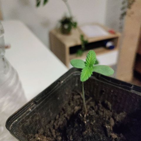 Passion #1 growlog timeline photo