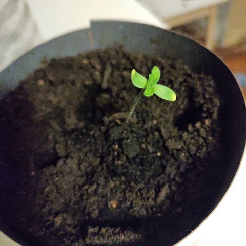 Passion #1 growlog timeline photo