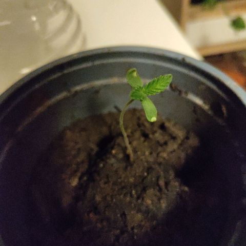 Passion #1 growlog timeline photo