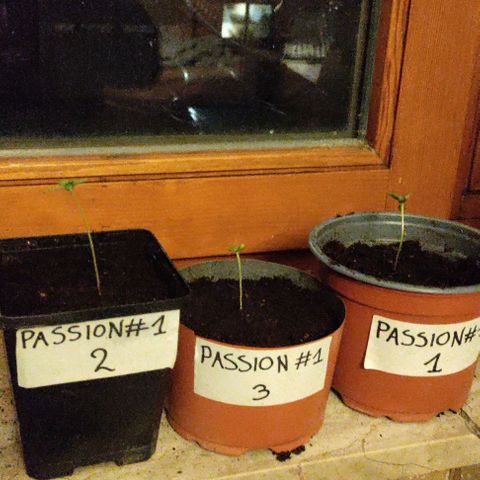Passion #1 growlog timeline photo