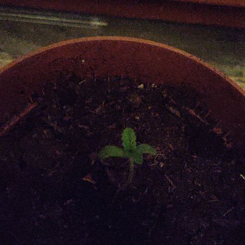 Sensi Skunk growlog timeline photo
